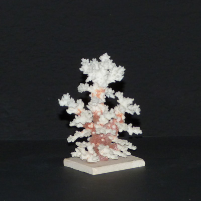 E17-4-1-coral-blanco-peana